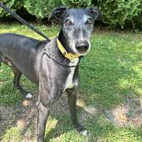 Thumbnail photo of Milo #2