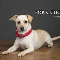 Thumbnail photo of Pork Chop #1