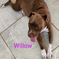 Thumbnail photo of Willow #1