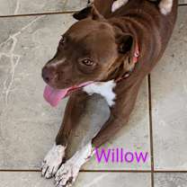 Thumbnail photo of Willow #2