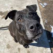 Thumbnail photo of Moose #1