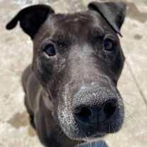 Thumbnail photo of Moose #2