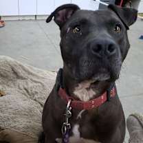 Thumbnail photo of Moose #4