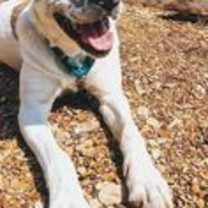 Thumbnail photo of Dolly #1