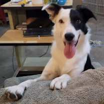 Thumbnail photo of Willy #1