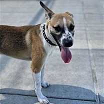 Thumbnail photo of Bogart #1