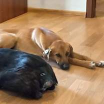 Thumbnail photo of TAYLOR (Rep of Georgia) yo BOND w/ ELLA #2