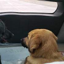 Thumbnail photo of TAYLOR (Rep of Georgia) yo BOND w/ ELLA #3