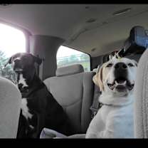 Thumbnail photo of Ricochet - Rico #1