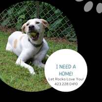 Thumbnail photo of Ricochet - Rico #4
