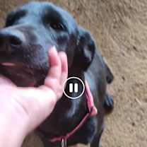 adopt-pet