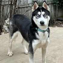 Thumbnail photo of Aspen #3