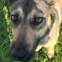 Thumbnail photo of Penelope (Penny) #1