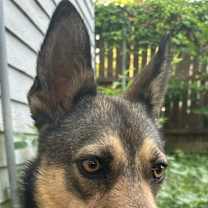Thumbnail photo of Penelope (Penny) #2
