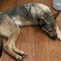 Thumbnail photo of Penelope (Penny) #3