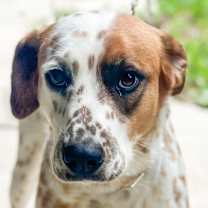 Thumbnail photo of Skyler (Cross Post) #1