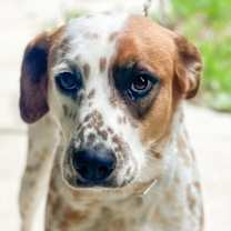Thumbnail photo of Skyler (Cross Post) #3