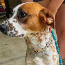 Thumbnail photo of Skyler (Cross Post) #4
