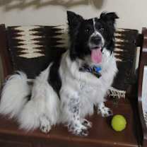 Thumbnail photo of Murphy "I've Been Adopted" #2