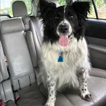 Thumbnail photo of Murphy "I've Been Adopted" #3