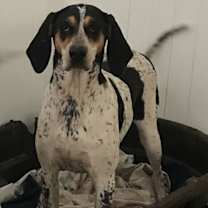Thumbnail photo of Halle Hound #3