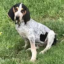 Thumbnail photo of Henrietta Hound #3
