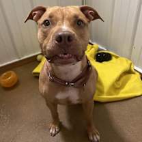 Thumbnail photo of Dolce #3