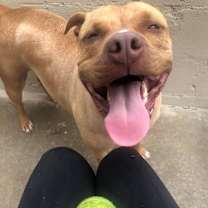 Thumbnail photo of Dolce #4