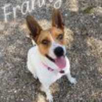 Thumbnail photo of Franny #1