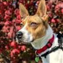 Thumbnail photo of Franny #3