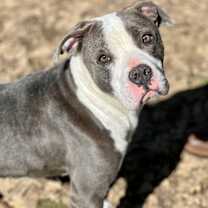 Thumbnail photo of Vinnie #1