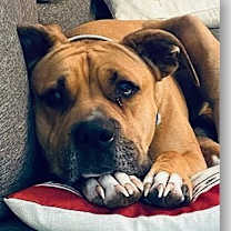 Thumbnail photo of Yogi #3