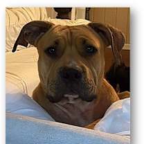 Thumbnail photo of Yogi #1