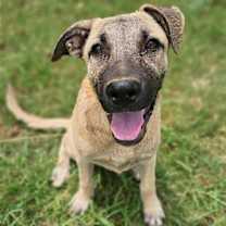 Thumbnail photo of Birdee #1