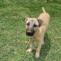 Thumbnail photo of Birdee #4