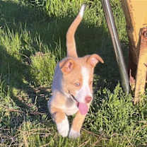 Thumbnail photo of Ginger Spice #3