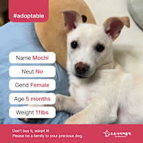 Thumbnail photo of Mochi (D) #1