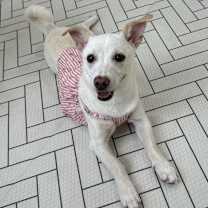 Thumbnail photo of Mochi (D) #2