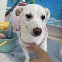 Thumbnail photo of Mochi (D) #3