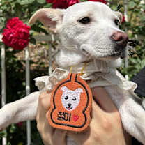 Thumbnail photo of Mochi (D) #4