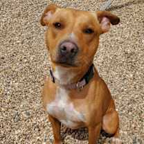 Thumbnail photo of Rusty #3