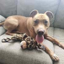 Thumbnail photo of Rusty #4