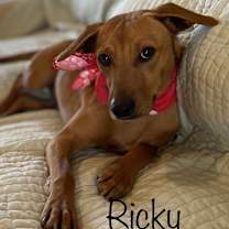 Thumbnail photo of Ricky #1