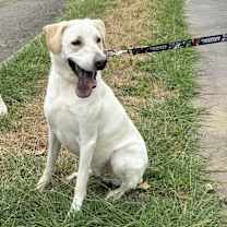 Thumbnail photo of Scottie #4