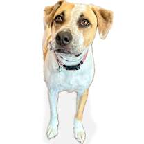 Thumbnail photo of Daisy #4