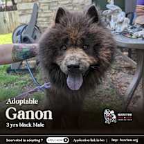 Thumbnail photo of Ganon #1