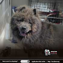 Thumbnail photo of Ganon #2