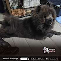 Thumbnail photo of Ganon #3