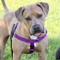 Thumbnail photo of Hashbrown #1