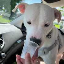 Thumbnail photo of Razzle Dazzle #4
